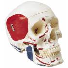 Premier Skull - Painted and Labeled Muscle Attachments