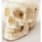 Premier Numbered Medical Demonstration Skull with Locking Case
