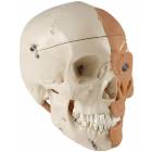 Premier Muscled Skull