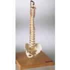 Premier Flexible Mini-Spine with Pelvis