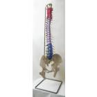 Color-Coded Premier Flexible Spine with Disc Prolapse & Femur Heads