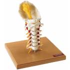 Premier Flexible Cervical Spine with Nerves & Arteries