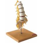 Premier Flexible Lumbar Spine with Sacrum & Spinal Cord