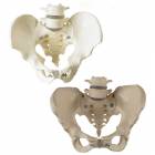 Premier Male & Female Pelvis Set