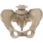 Female Pelvis with 4th and 5th Lumbar Vertebrae