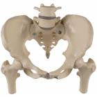 Premier Female Pelvis with Femur Heads