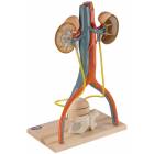 Deluxe Urinary System Model
