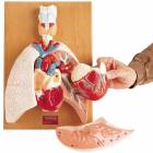Heart and Respiratory Organs Model