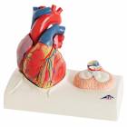 Heart Model - Natural Size