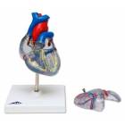 Classic Heart Model with Conducting System 2-Part