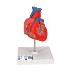 3B Scientific G08 Classic Heart Model 2-Part - 3B Smart Anatomy
