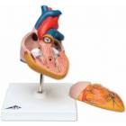 Classic Heart Model 2-Part