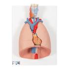 3B Scientific G15 Lung Model with Larynx 7-Part - 3B Smart Anatomy
