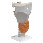 Functional Larynx Model 2.5 Times Full-Size