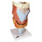 Larynx Model 2 Times Full-Size 7-Part