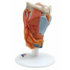 Larynx Model 2-Part