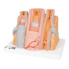 3B Scientific G42 MICROanatomy Artery and Vein 14-Times Enlarged - 3B Smart Anatomy