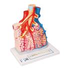 3B Scientific G60 Pulmonary Lobule with Surrounding Blood Vessels - 3B Smart Anatomy