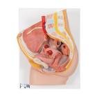 3B Scientific H10 Female Pelvis Model 2-Part - 3B Smart Anatomy