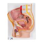 3B Scientific H11 Male Pelvis Model 2-Part - 3B Smart Anatomy
