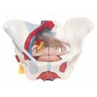 Female Pelvis Model with Ligaments Vessels Nerves Pelvic Floor and Organs Life-Size 6-Part