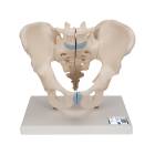 3B Scientific H21/1 Male Pelvis Model (3 Parts) - 3B Smart Anatomy