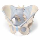 Male pelvis with Ligaments