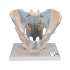 3B Scientific H21/2 Male Pelvis with Ligaments Model (2 Parts) - 3B Smart Anatomy