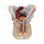 3B Scientific A21/3 Male Pelvis with Organs (7 Parts) - 3B Smart Anatomy