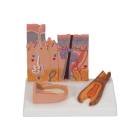3B Scientific J14 Skin, Hair and Nail Microscopic Structures - 3B Smart Anatomy