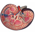 Basic Kidney Section Model - 3 Times Full-Size