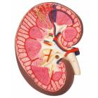 Kidney Section Model - 3 Times Full-Size