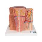 MICROanatomy Kidney Model - 3B Smart Anatomy