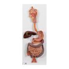Digestive System Model 2-Part
