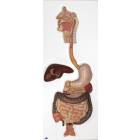 Digestive System Model 3-Part