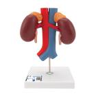 3B Scientific K22-1 Kidneys with Vessels Model 2-Part - 3B Smart Anatomy