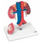 Kidneys with Vessels Model 2-Part