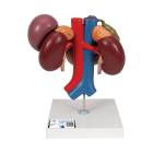 3B Scientific K22-3 Kidneys with Rear Organs of Upper Abdomen Model 3-Part - 3B Smart Anatomy