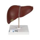 3B Scientific K25 Liver Model with Gall Bladder