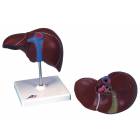 Liver Model with Gall Bladder