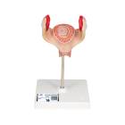 3B Scientific L10-1 First Month Embryo Model