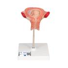 3B Scientific L10/3 Third Month Embryo Model