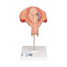 3B Scientific L10/5 Fifth Month Fetus Model - Breech Position