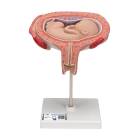 5th Month Fetus Model - Transverse Lie