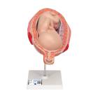 7th Month Fetus Model