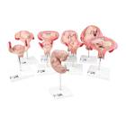 3B Scientific L11 Deluxe Pregnancy Series - 9 Models