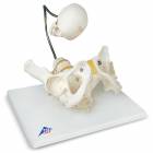 Childbirth Demonstration Pelvis Model