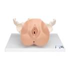3B Scientific L31 Female Pelvis Skeleton with Genital Organs Model 3-Part