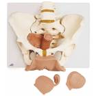 Female Pelvis Skeleton with Genital Organs Model 3-Part