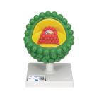 3B Scientific L40 AIDS-Virus Model